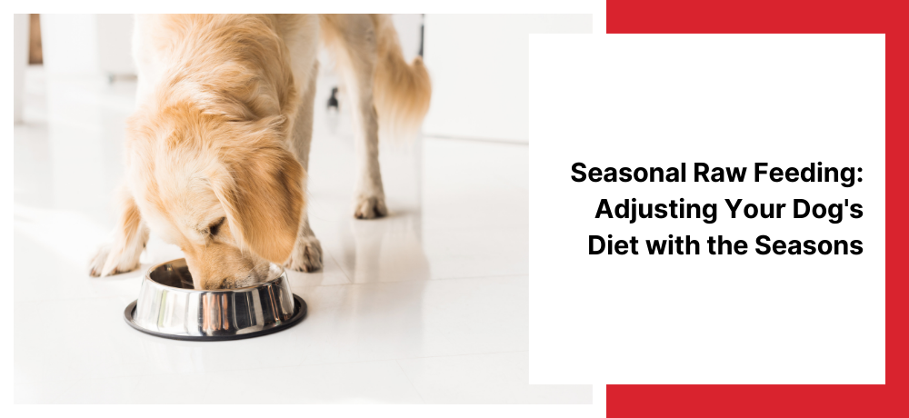 Seasonal Raw Feeding: Adjusting Your Dog's Diet with the Seasons